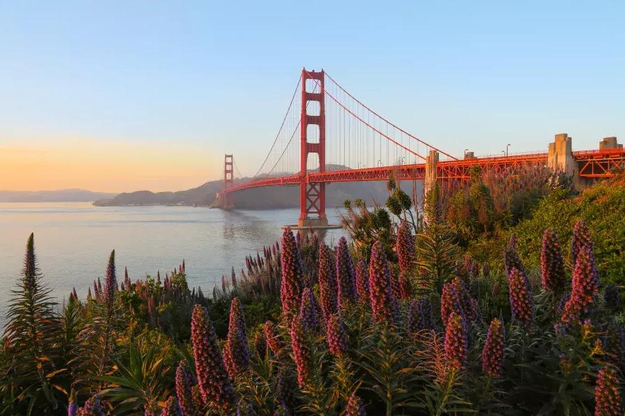 El puente Golden Gate aparece representado con grandes flores en primer plano.